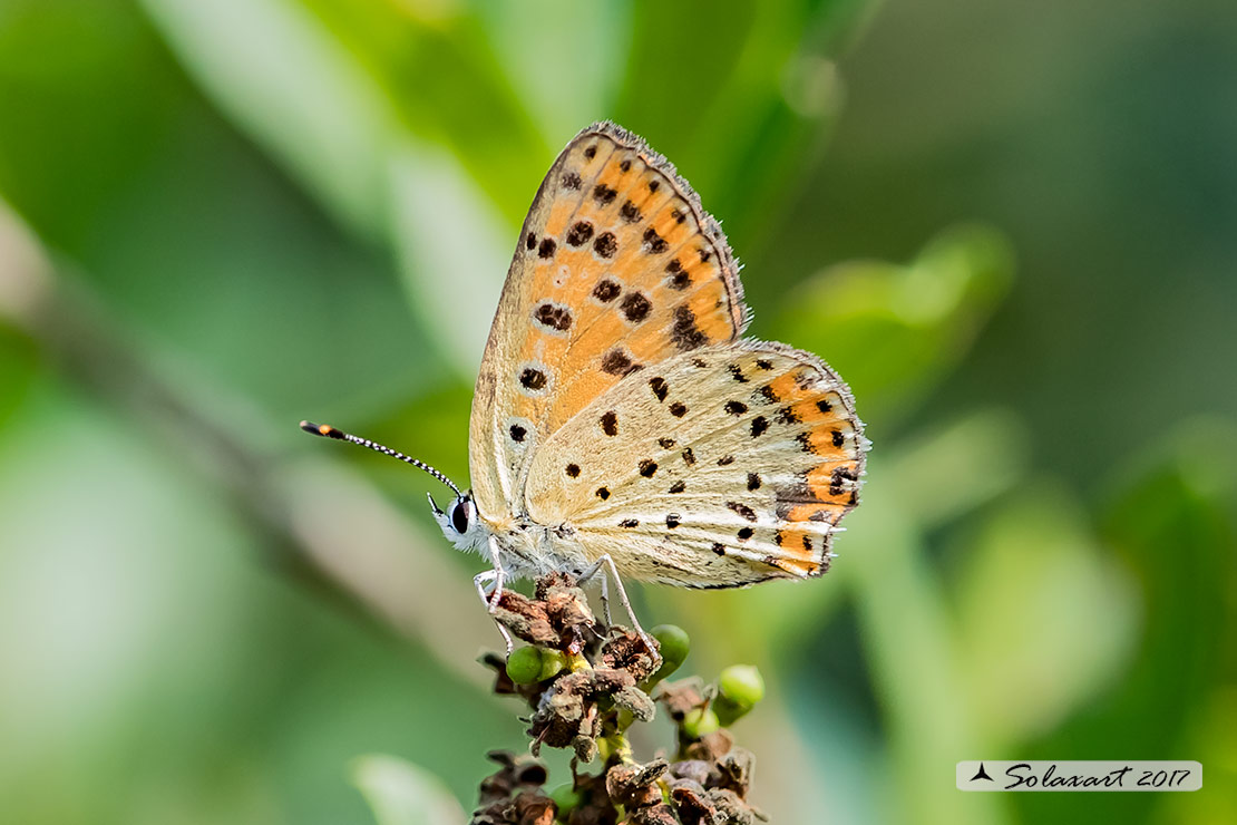 Lycaena alciphron (???) No, Lycaena tityrus, Lycaenidae