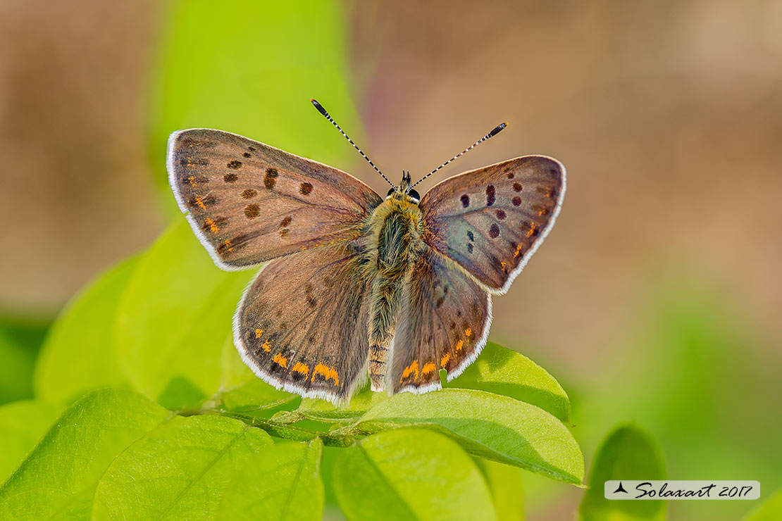 Lycaena alciphron (???) No, Lycaena tityrus, Lycaenidae