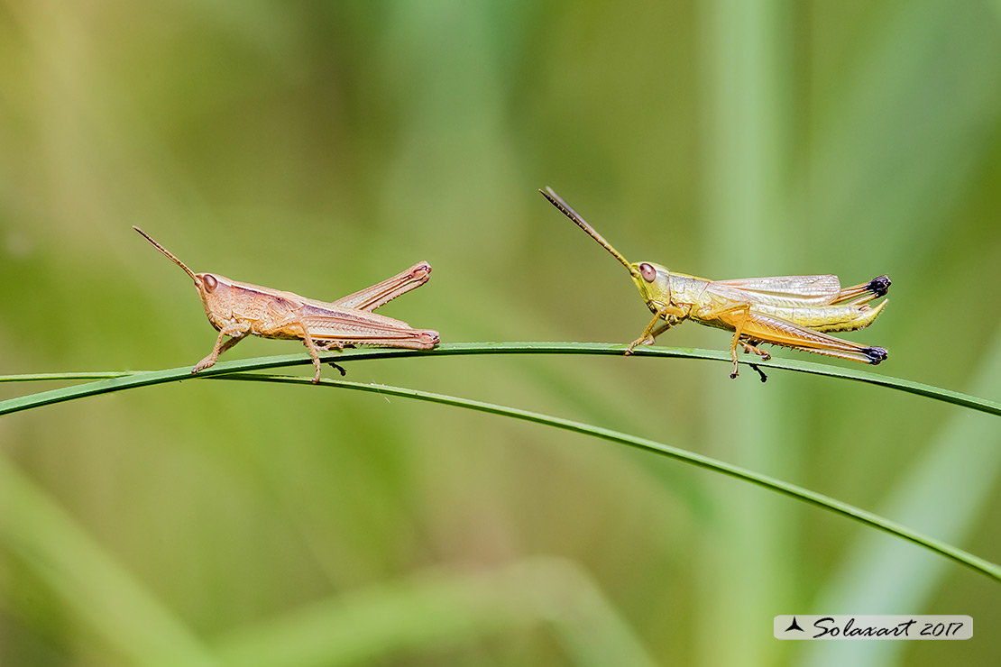 Acrididae: Chrysochraon dispar