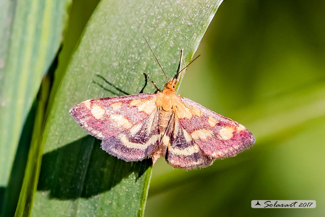 Pyraloidea - Crambidae - Pyrausta purpuralis (??) S