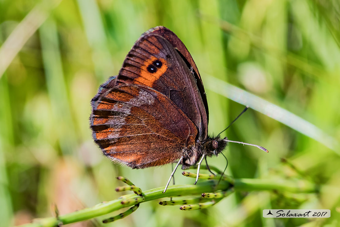 Erebia ....  quale??