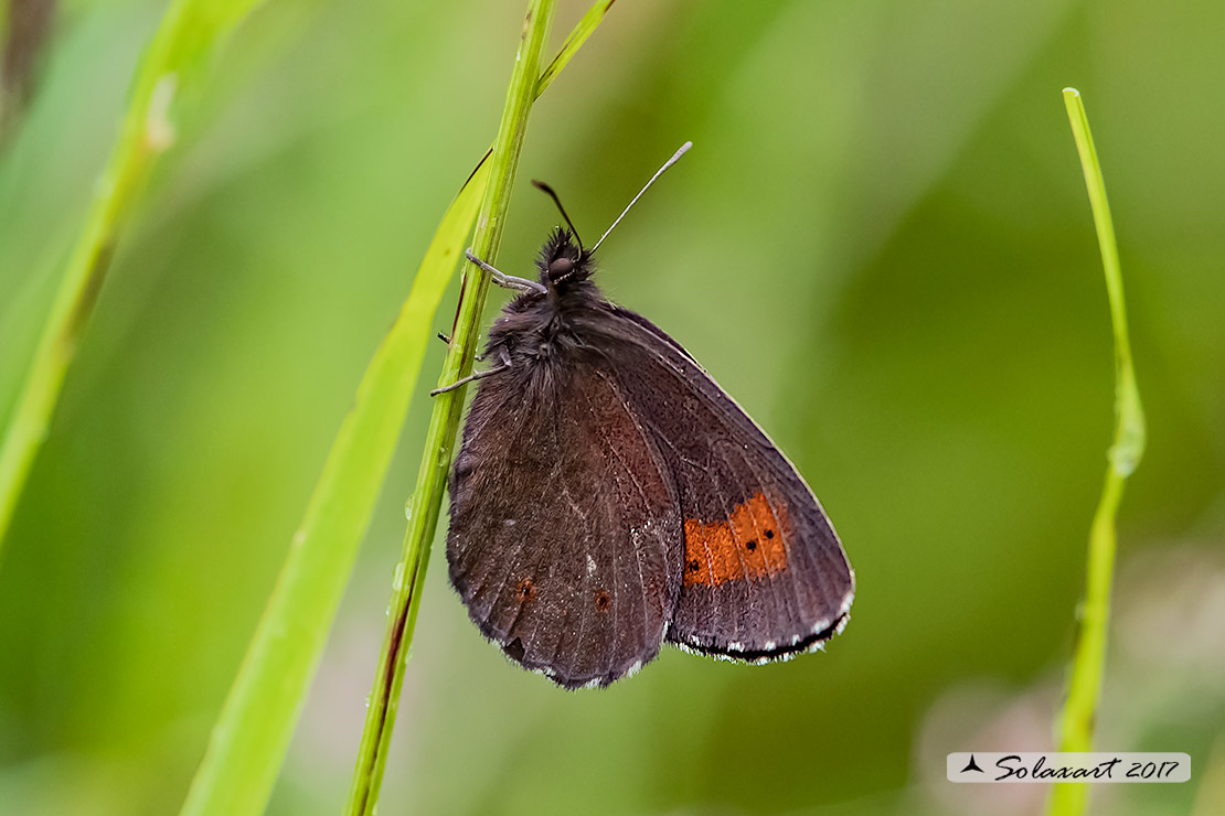 Ancora una Erebia  (???)