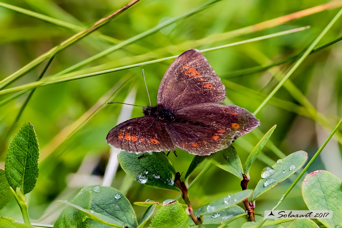 Ancora una Erebia  (???)