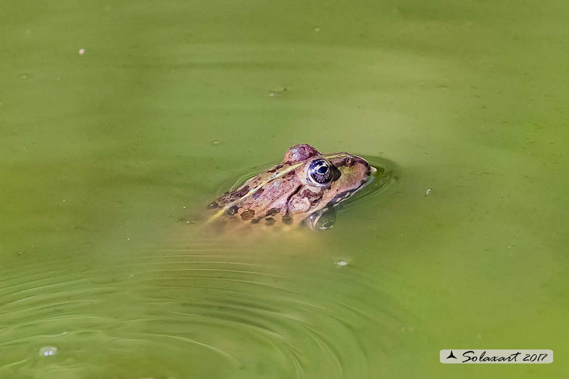 Discoglossus (???) quale? No, Pelophylax sp. (prov. Cuneo)