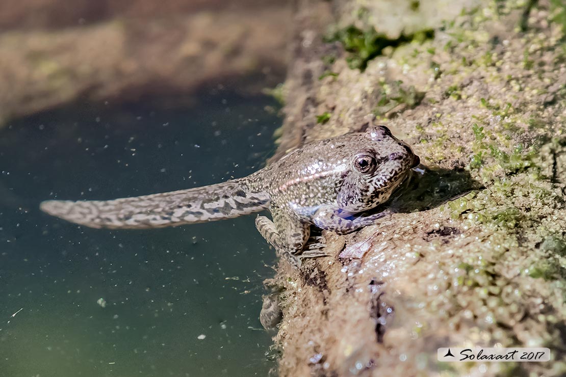 Discoglossus (???) quale? No, Pelophylax sp. (prov. Cuneo)