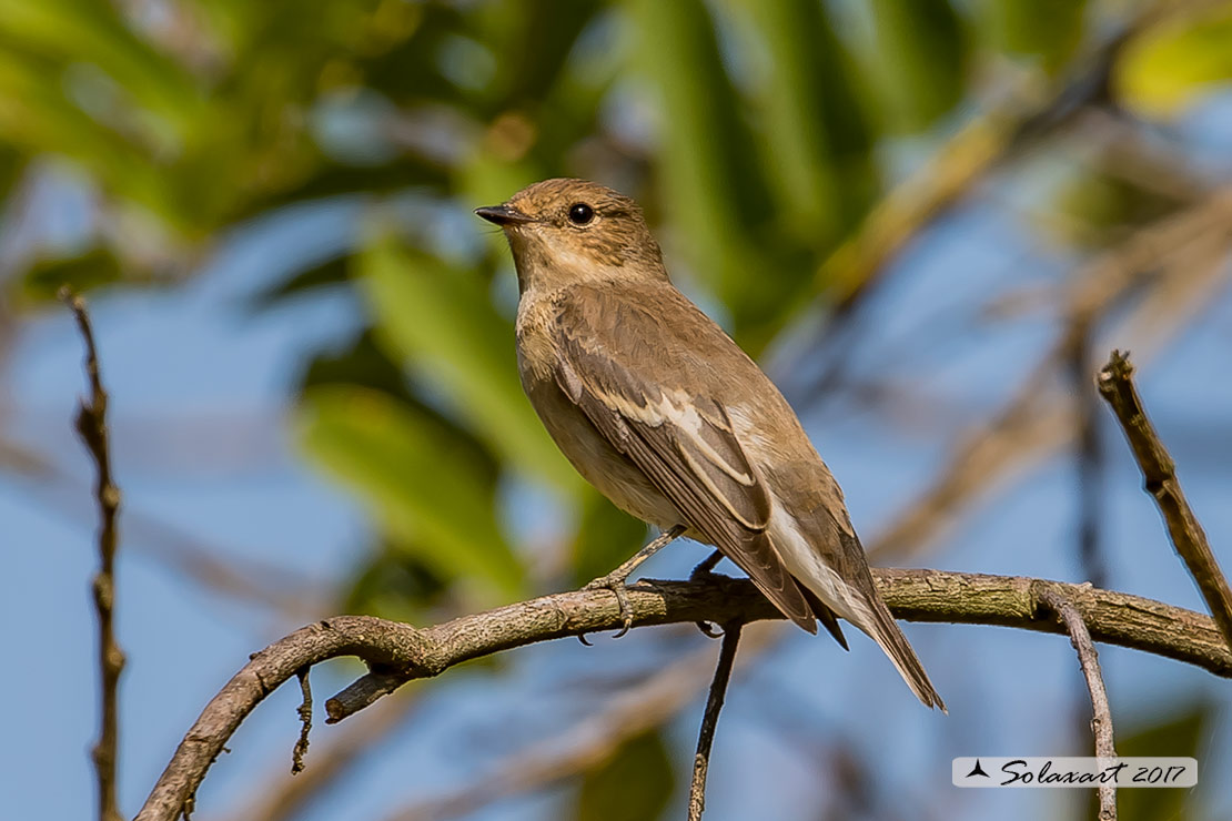 Balia nera (Ficedula hypoleuca)