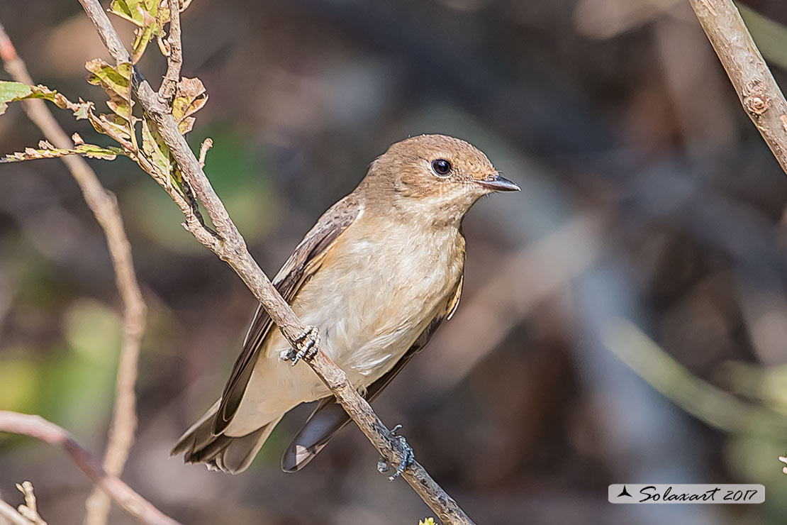 Balia nera (Ficedula hypoleuca)