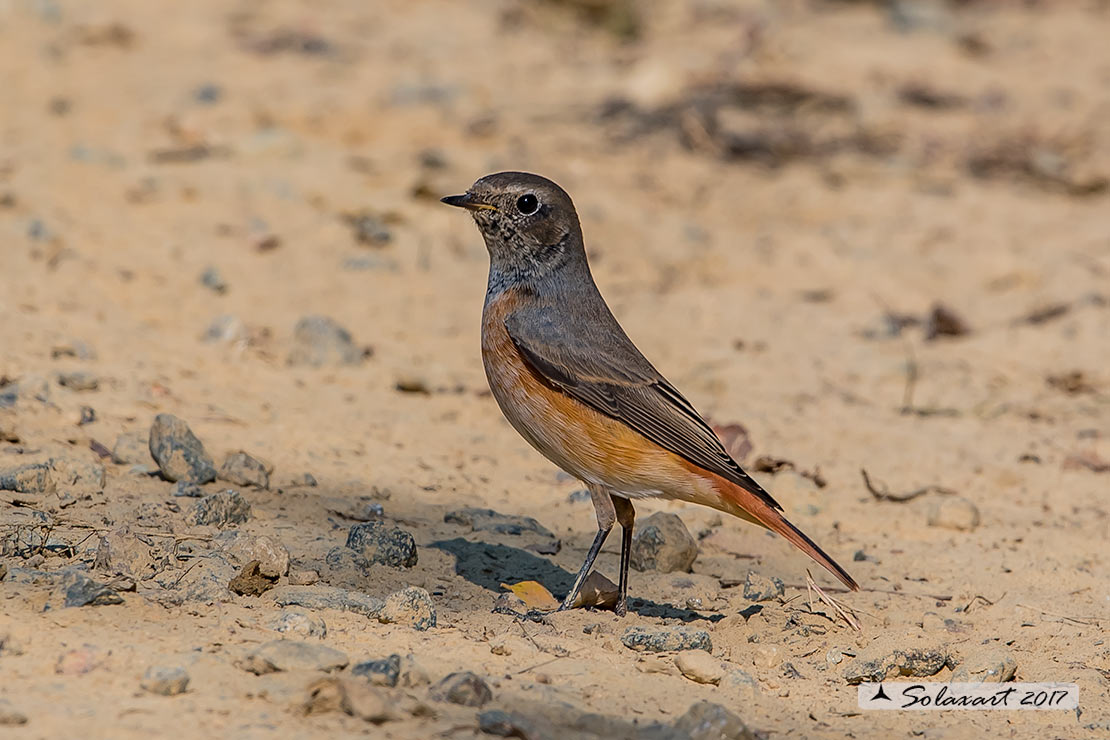 Codirosso comune (Phoenicurus phoenicurus)