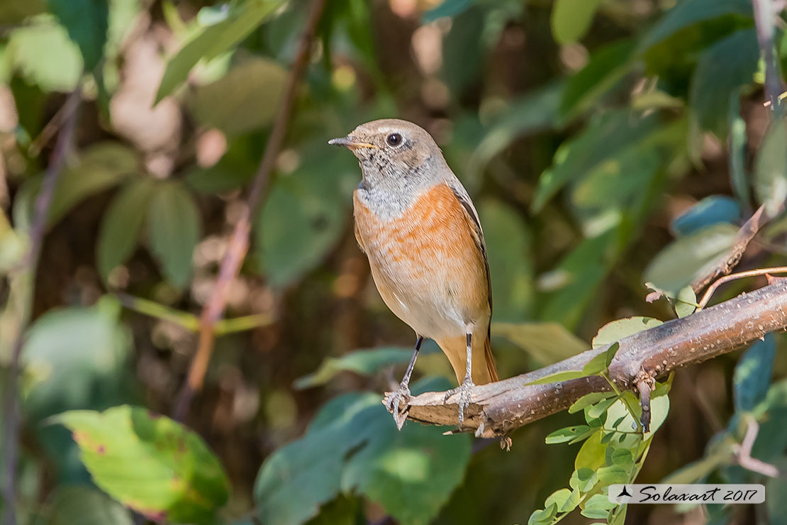 Codirosso comune (Phoenicurus phoenicurus)