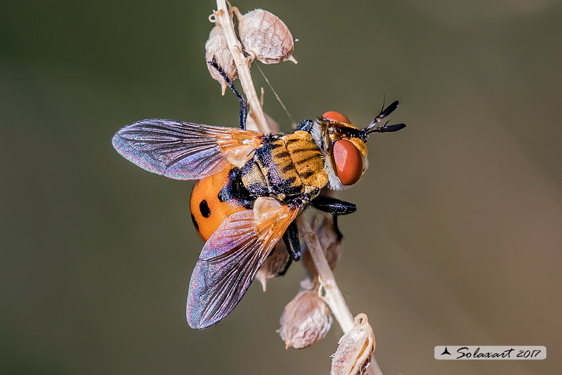 Gymnosoma cfr. rungsi  (??)