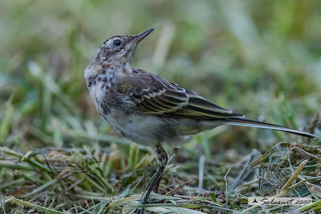 Pullo di Cutrettola (Motacilla flava)  (?????)