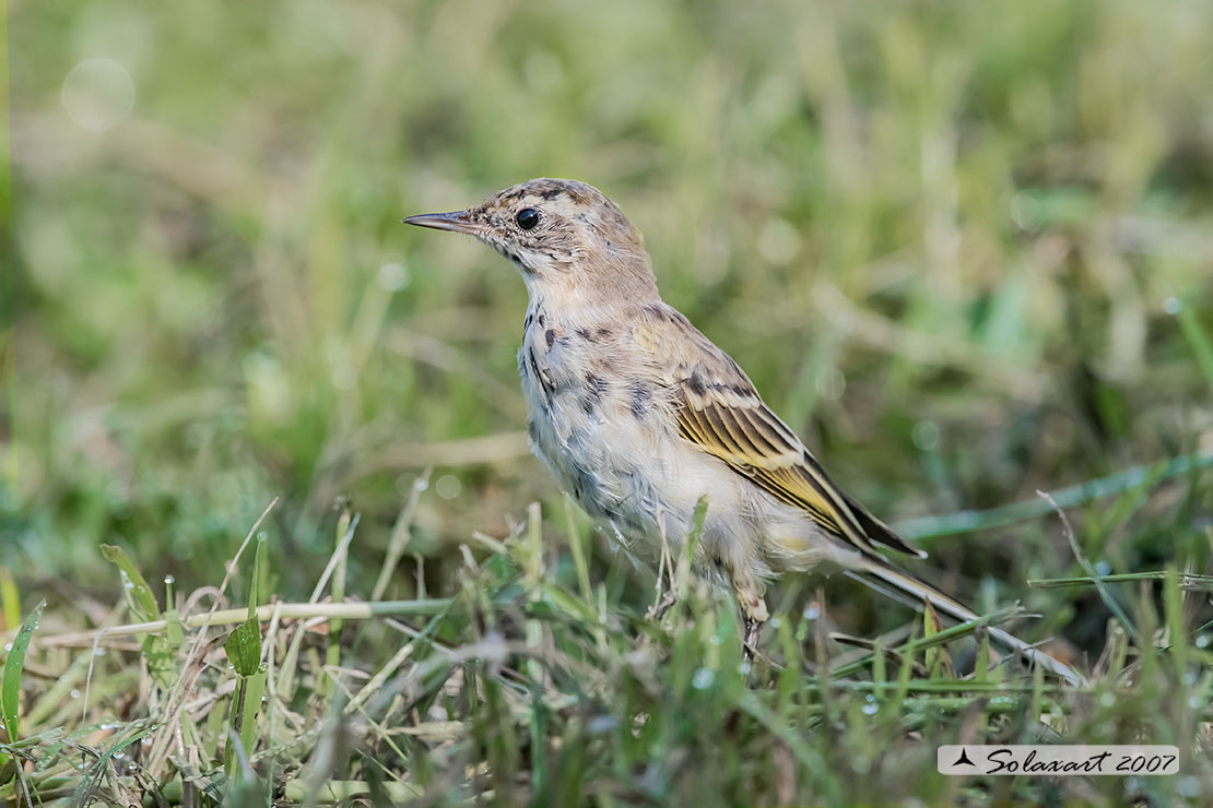 Pullo di Cutrettola (Motacilla flava)  (?????)