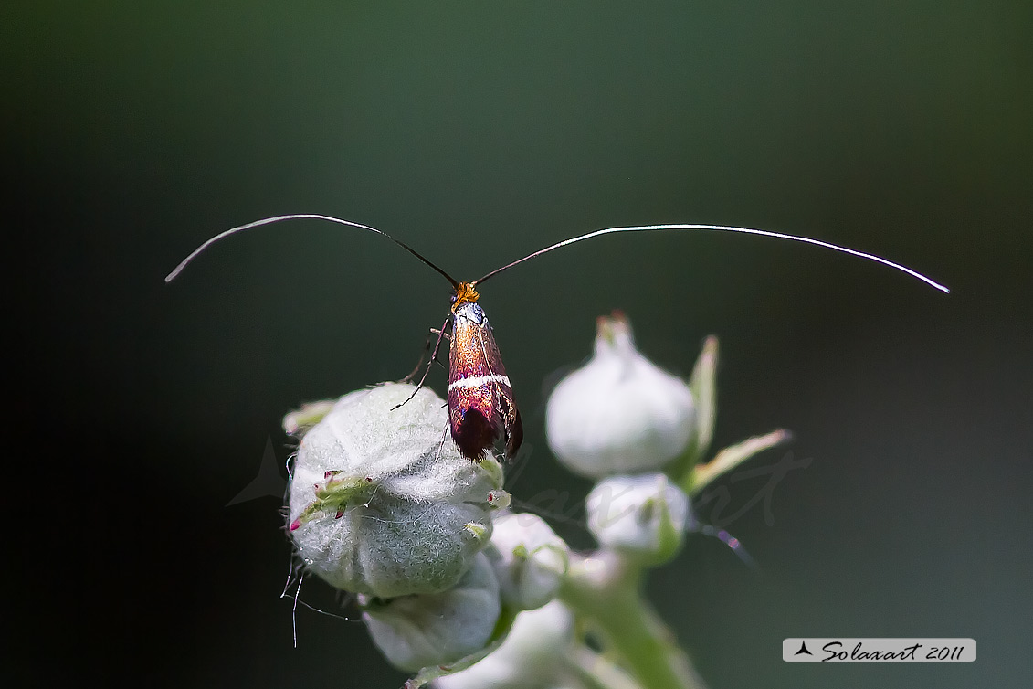 Nemophora  degeerella?  No, Adela australis (Adelidae)