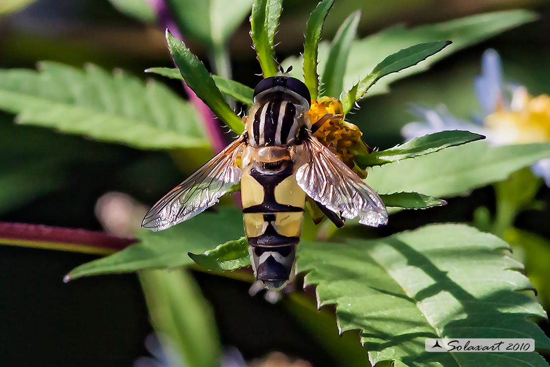 Syrphidae: Helophilus cfr. trivittatus