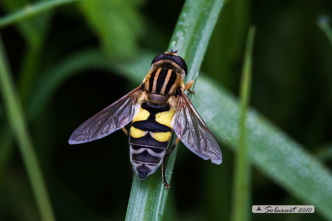 Syrphidae: Helophilus cfr. trivittatus