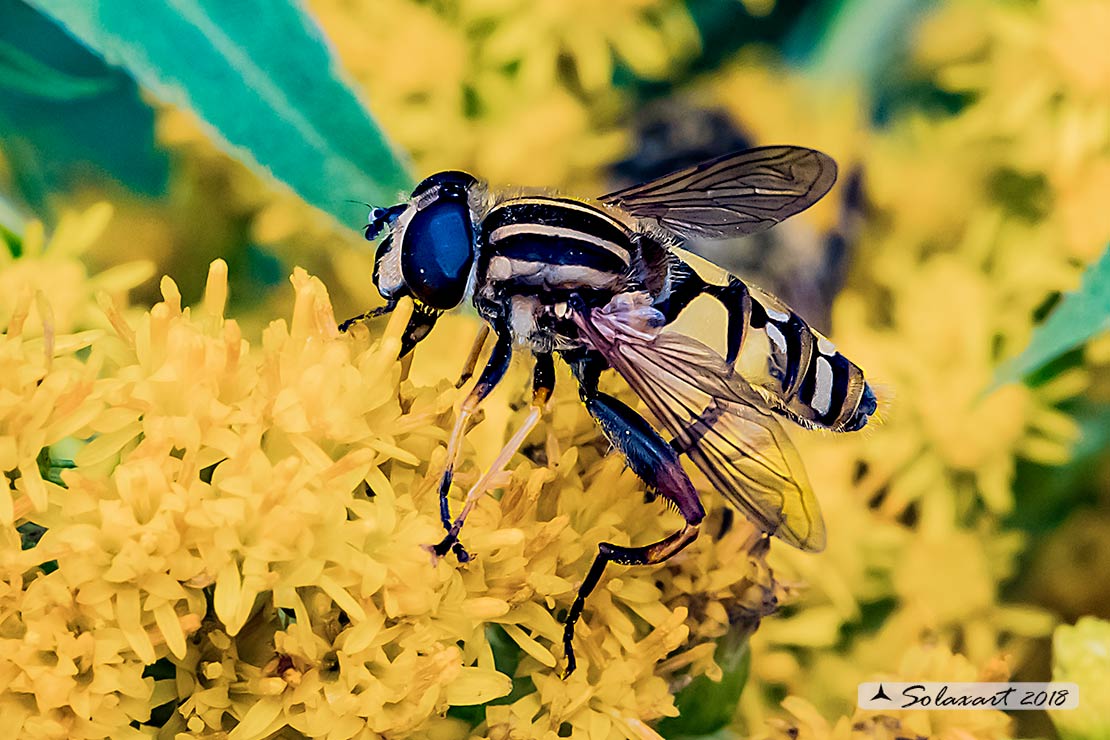 Syrphidae: Helophilus cfr. trivittatus