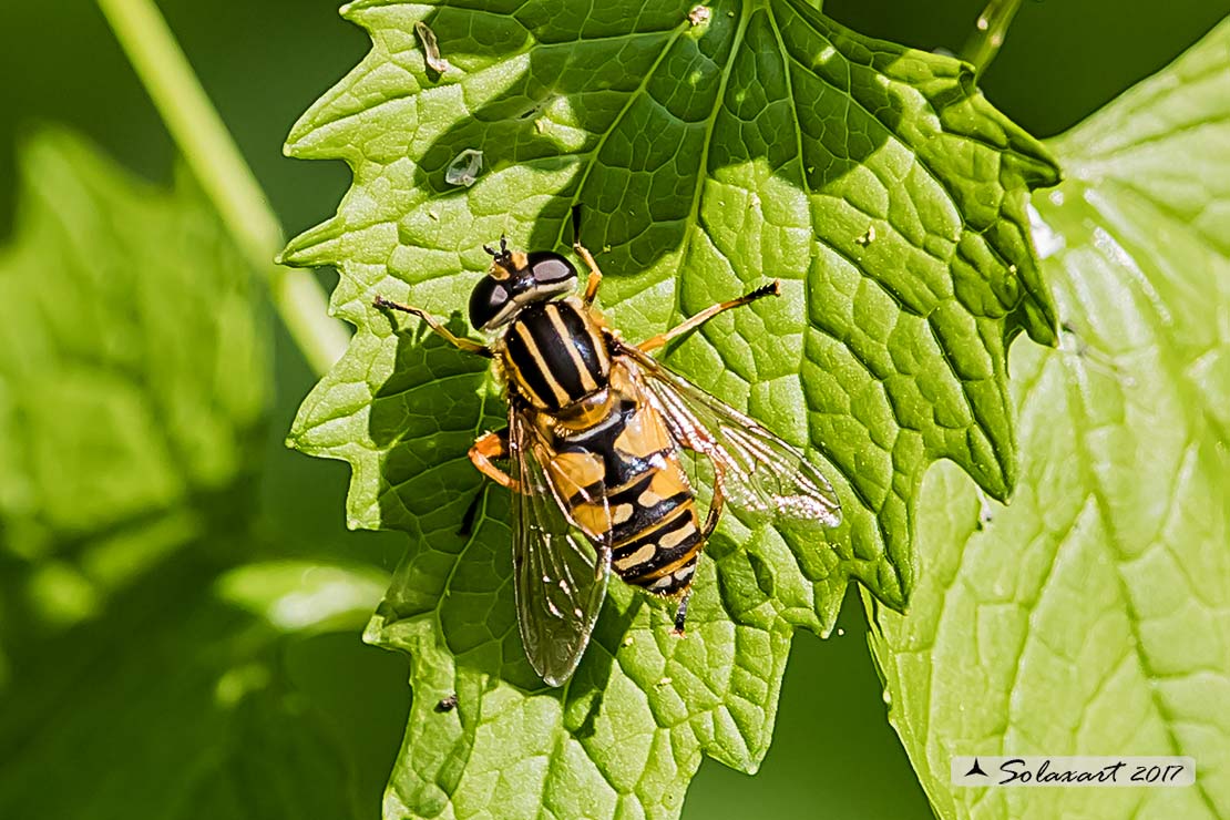 Syrphidae: Helophilus cfr. trivittatus