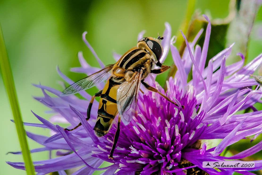 Syrphidae: Helophilus cfr. trivittatus