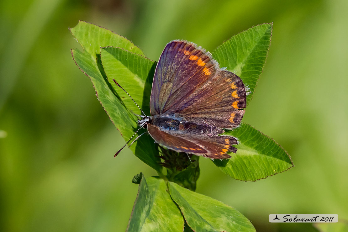 Lycaenidae - Polyommatus (???) icarus femmina