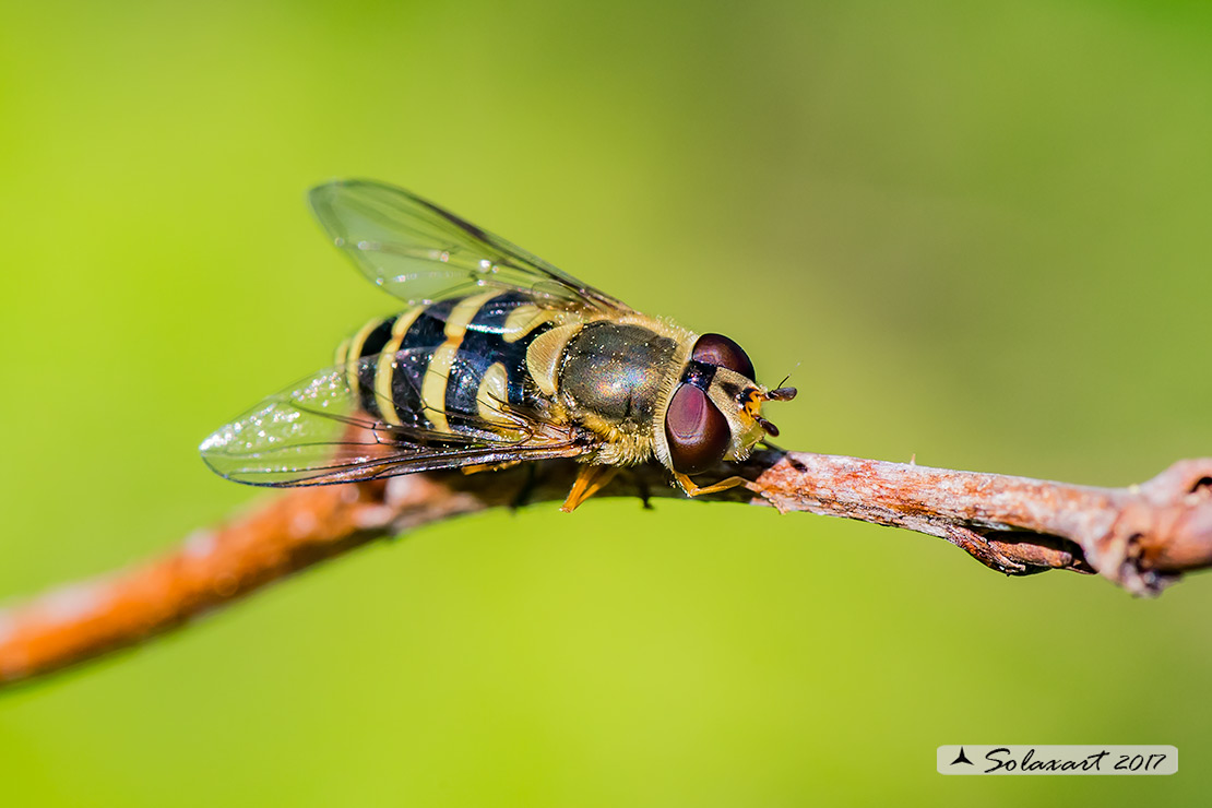 Syrphidae:  Syrphus sp., femmina