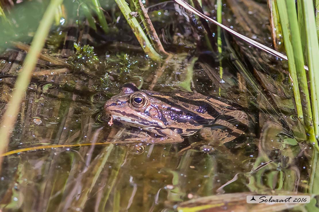 Rana  - Pelophylax sp. (prov. Trento)