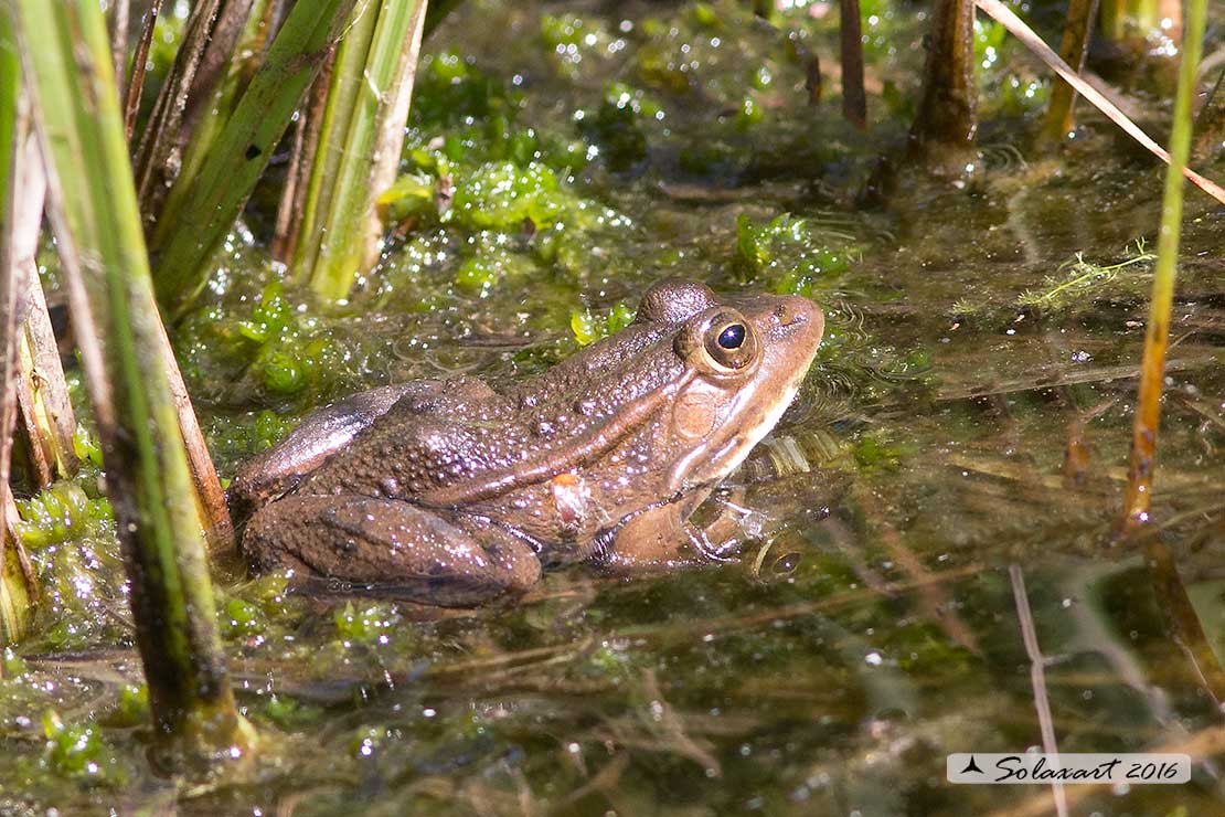 Rana  - Pelophylax sp. (prov. Trento)