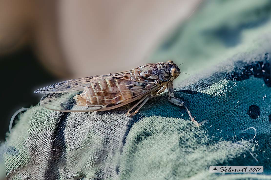 Cicadidae: Neotibicen ?   No, Cicada orni