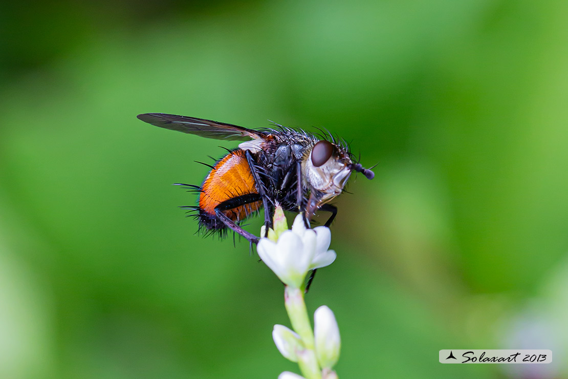 Tachinidae ?  S, Peleteria rubescens