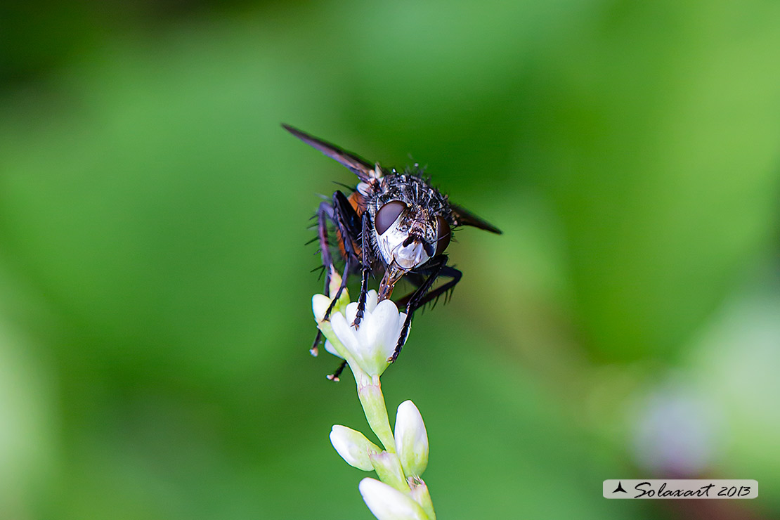 Tachinidae ?  S, Peleteria rubescens