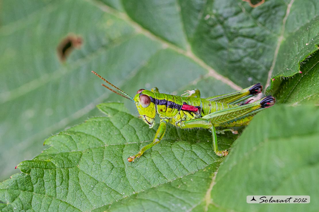 Odontopodisma decipiens ?   S, maschio e femmina