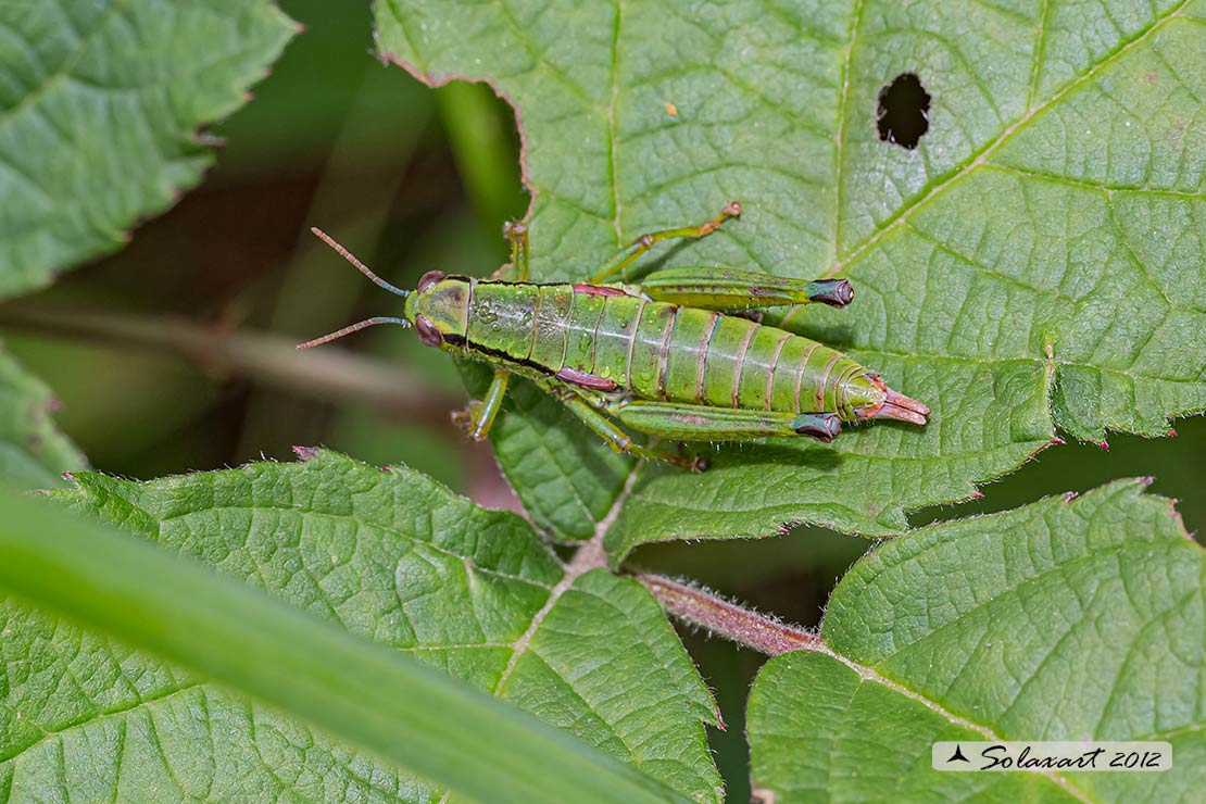 Odontopodisma decipiens ?   S, maschio e femmina