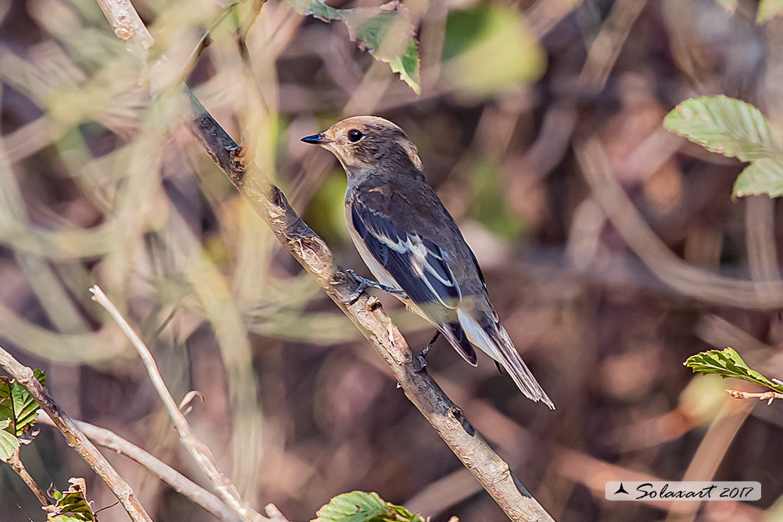 Balia nera (Ficedula hypoleuca) -  maschio juv o femmina ???