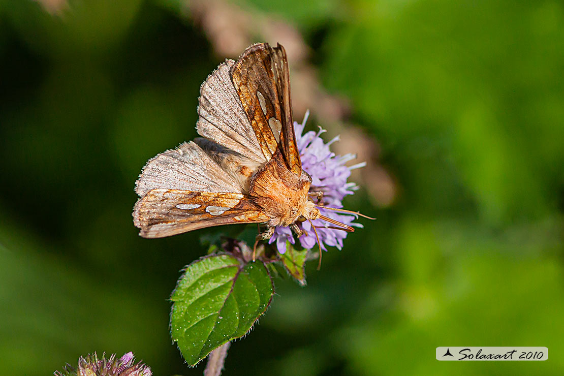 Noctuidae Autographa (?????)