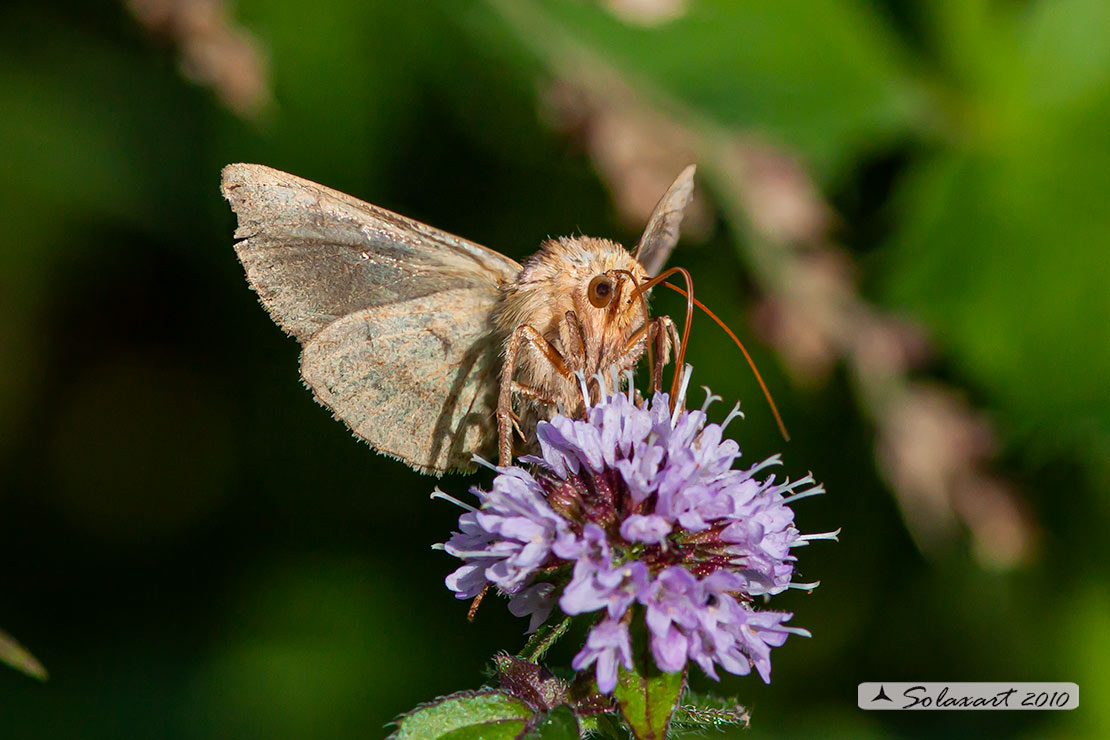 Noctuidae Autographa (?????)