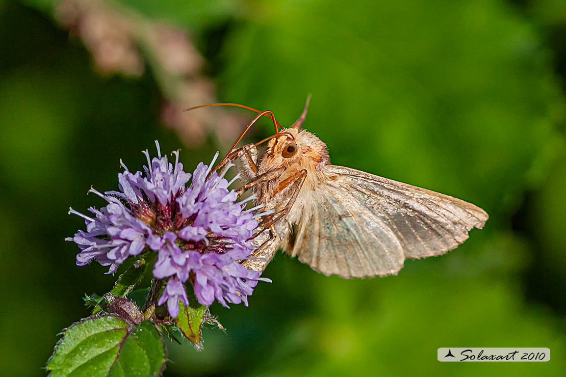 Noctuidae Autographa (?????)