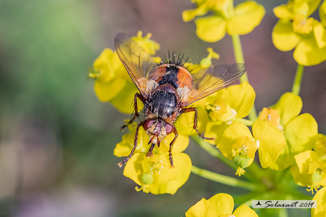 Tachinidae: Ectophasia crassipennis  ?  No, Tachina fera