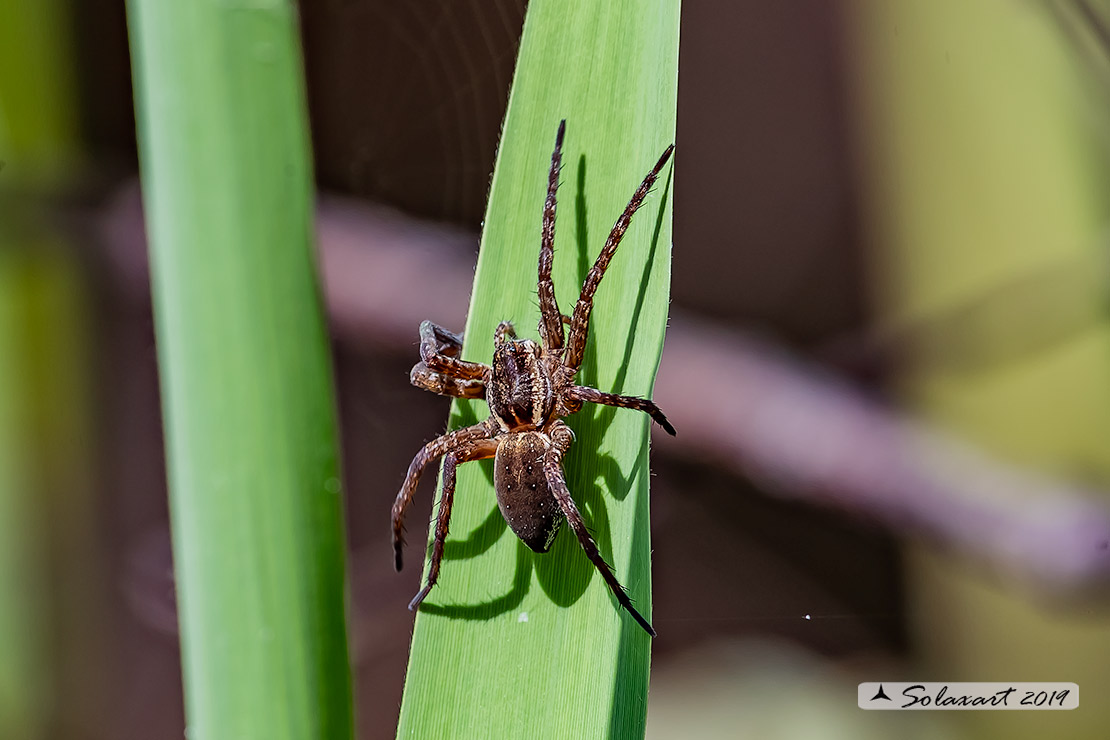 Dolomedes plantarius?   - Magenta (MI)