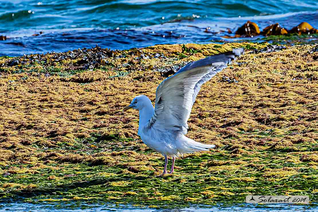 Gabbiano ?   Gabbiano reale nordico (Larus argentatus)