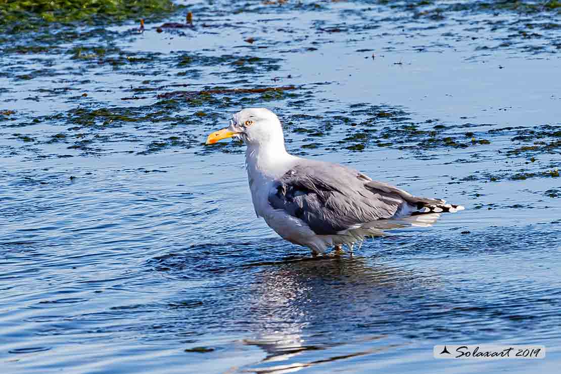 Gabbiano reale nordico (Larus argentatus) ?    S !