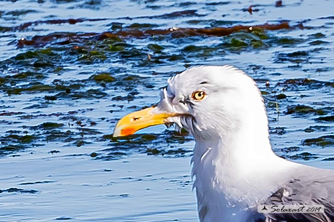 Gabbiano reale nordico (Larus argentatus) ?    S !