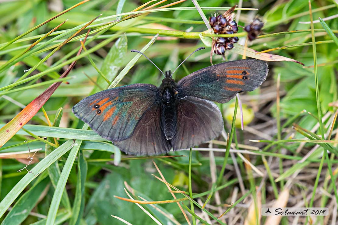 Nymphalidae Satyrinae.  Erebia tyndarus