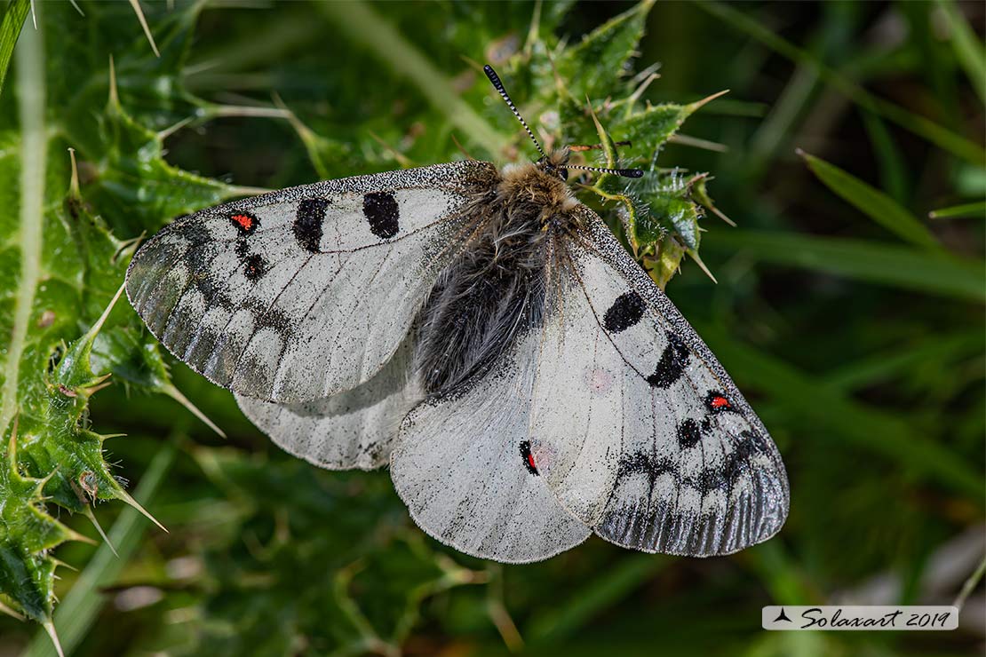 Parnassius phoebus (??)