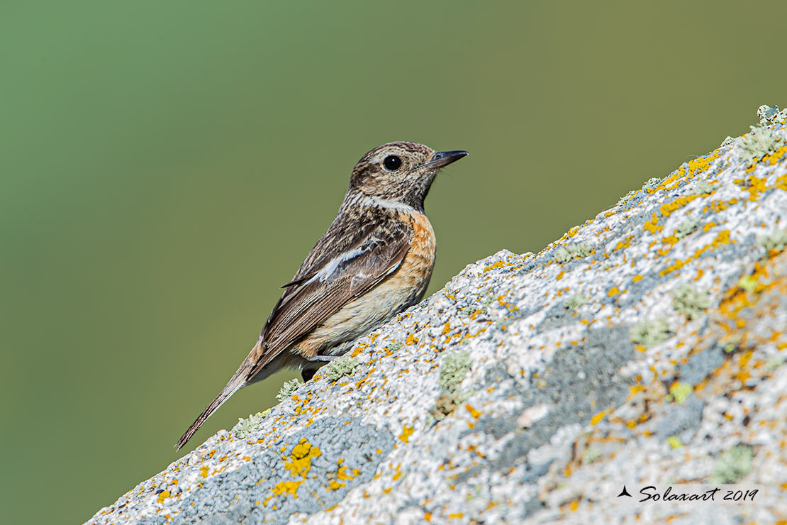 Saltinpalo (Saxicola rubicola) giovane ?  S !