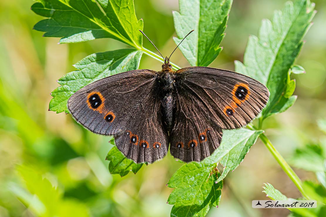 Erebia ????  (medusa)