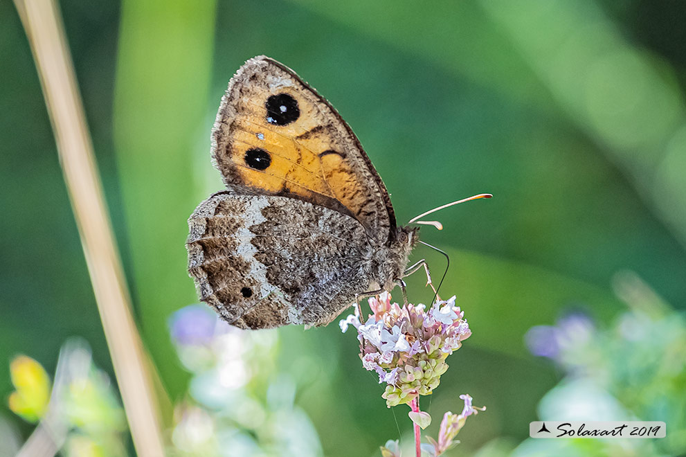 Nymphalidae Satyrinae:  Satyrus ferula, femmina