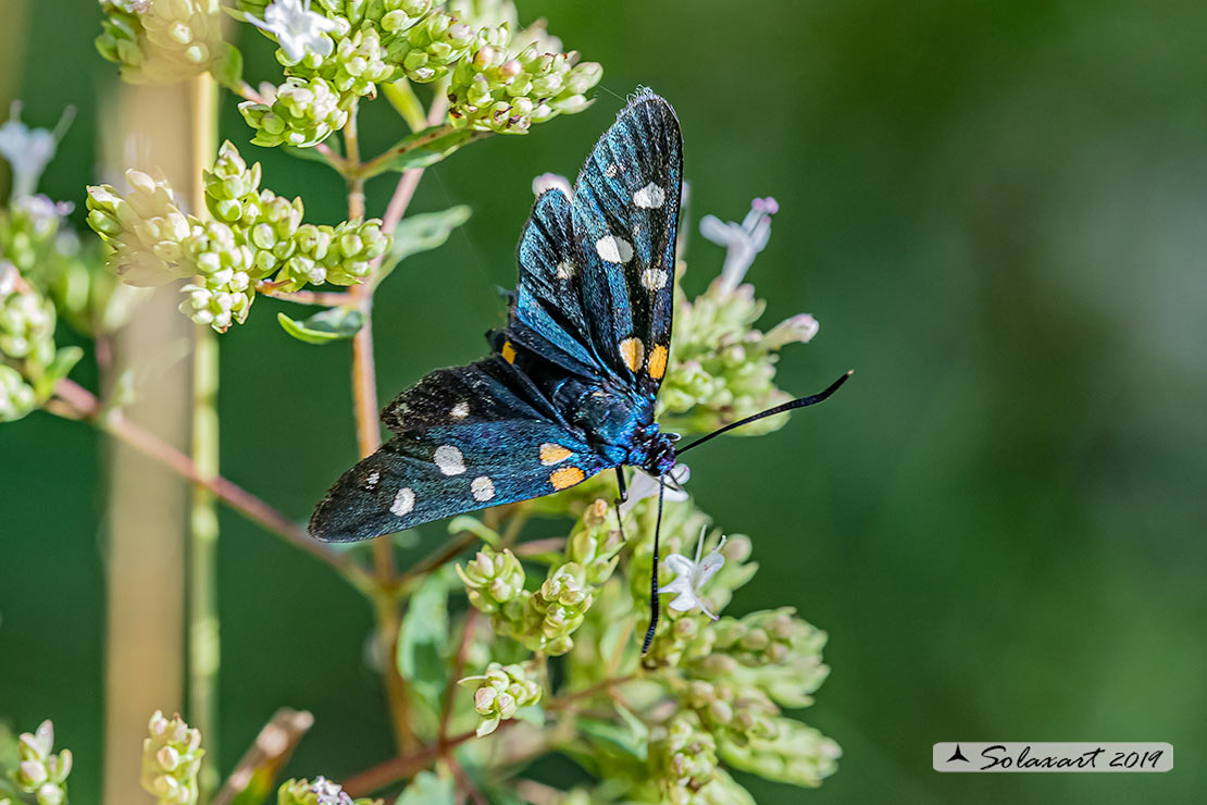 Erebidae Amata (???)  ? No,  Zygaenidae: Zygaena (Zygaena) ephialtes