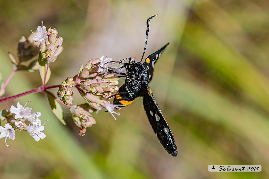 Erebidae Amata (???)  ? No,  Zygaenidae: Zygaena (Zygaena) ephialtes