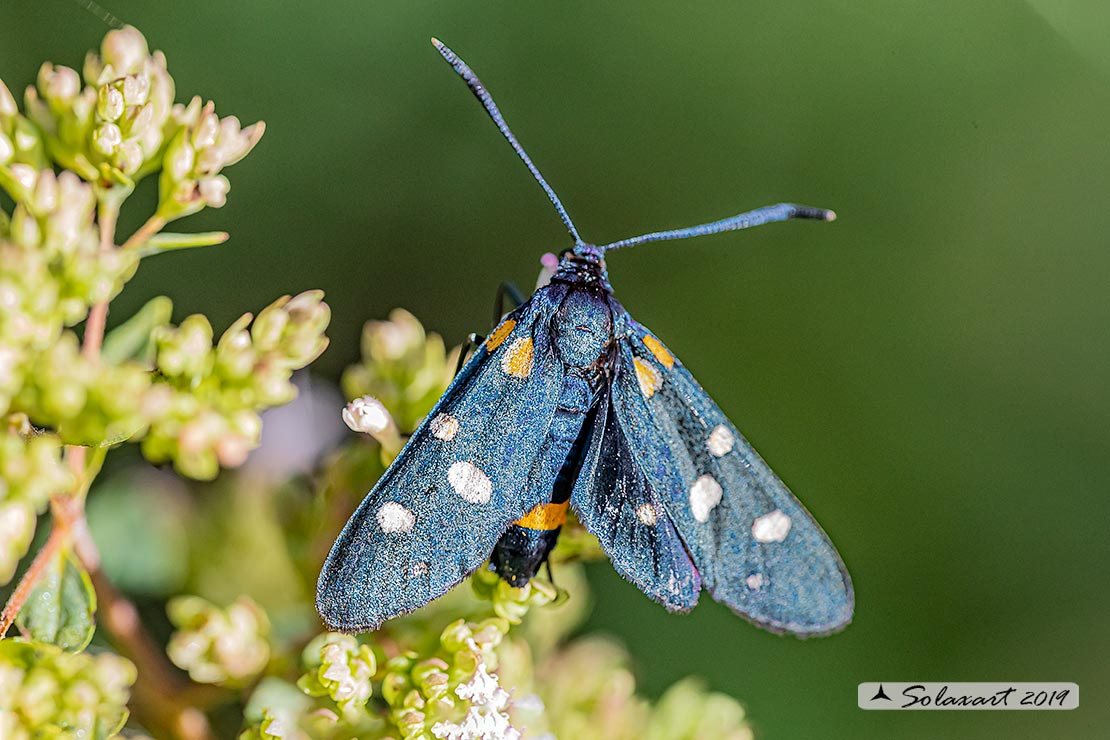 Erebidae Amata (???)  ? No,  Zygaenidae: Zygaena (Zygaena) ephialtes