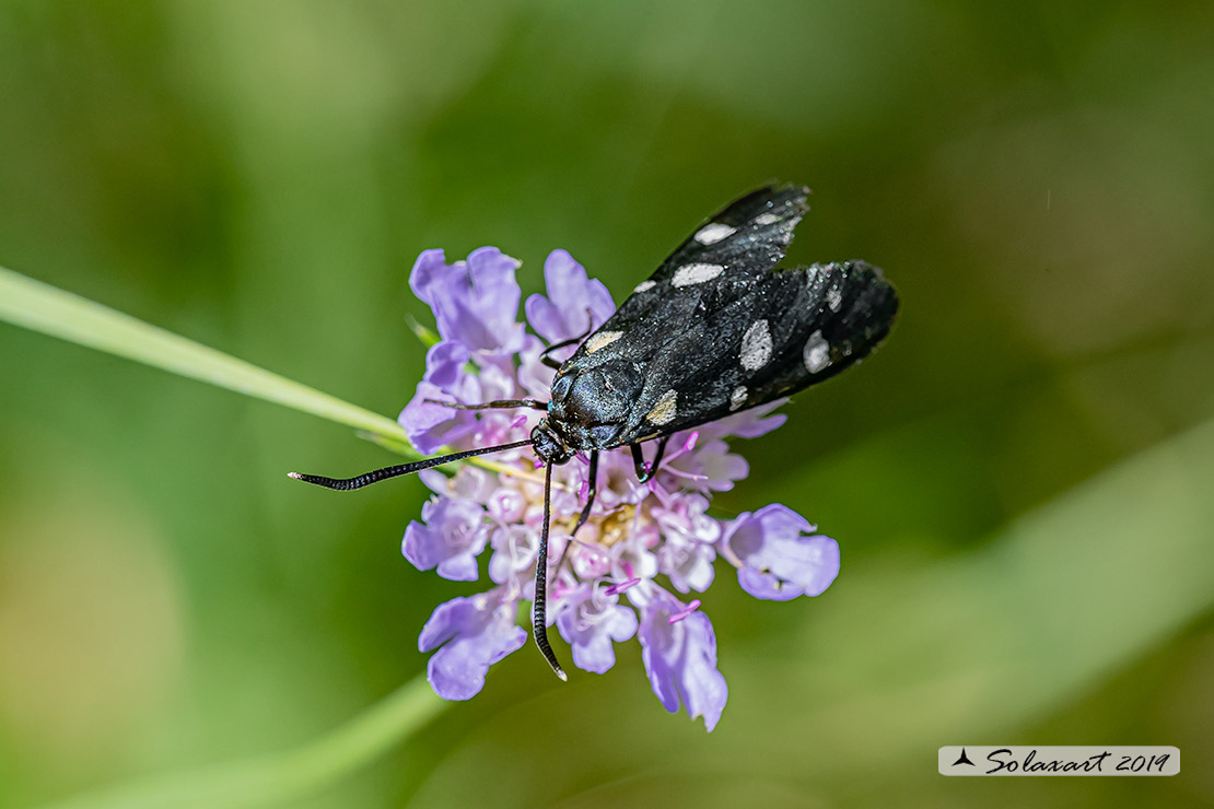 Erebidae Amata (???)  ? No,  Zygaenidae: Zygaena (Zygaena) ephialtes