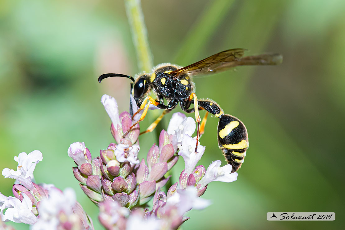 Vespidae: Eumenes sp., forse E. subpomiformis